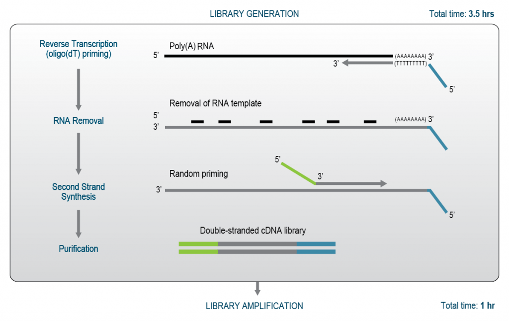 3' mRNA-Seq workflow for library generation from polyadenylated mRNAs using oligo(dT) priming and second strand synthesis to create QuantSeq 3' mRNA-Seq libraries in 4.5 hours.
