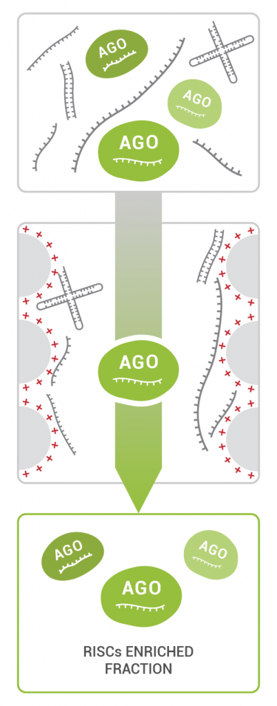 TraPR is an enrichment method for functional small RNAs and is exploiting the physical properties of AGO-proteins loaded with small RNA (the so-called RISC or RNA-induced silencing complexes). RISCs are enriched, while free RNA and DNA is efficiently excluded in a 15-minute column purification step.