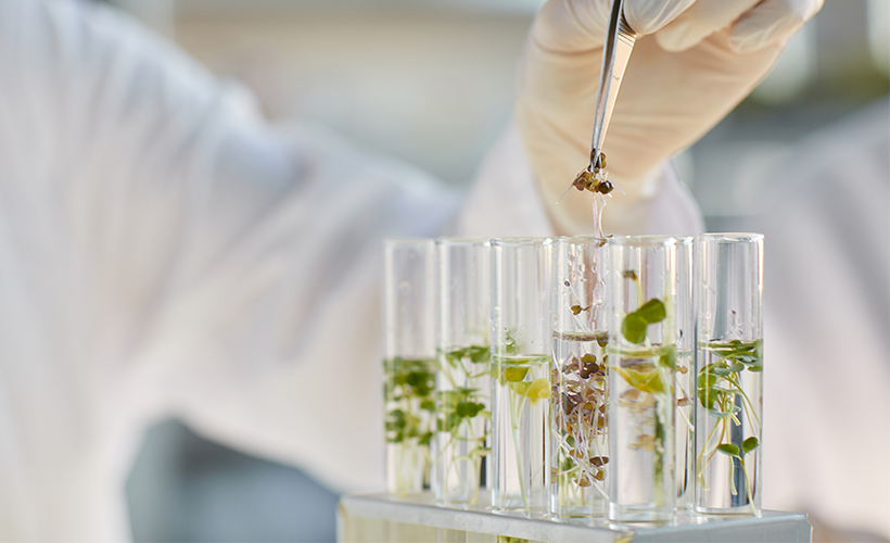 RNA-Seq provides an important tool for plant scientists enabling investigation of plant and crop transcriptomes from seeds, roots, shoots, or leaves.