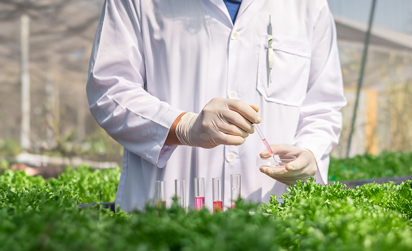 Plant Scientist collecting samples for RNA extraction from plants, which still presents a unique challenge for researchers in the field.