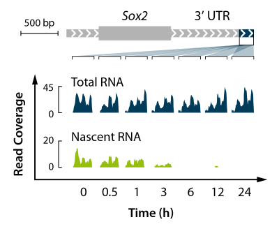 With SLAMseq Anabolic 3’ mRNA-Seq, treatment effects on RNA synthesis are detectable at higher resolution than conventional analysis methods.